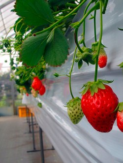 Strawberry picking in Japan by http://www.flickr.com/photos/rumpleteaser/3297271474/